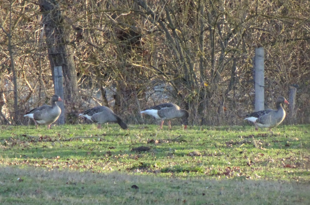 Graylag Goose - ML292116391