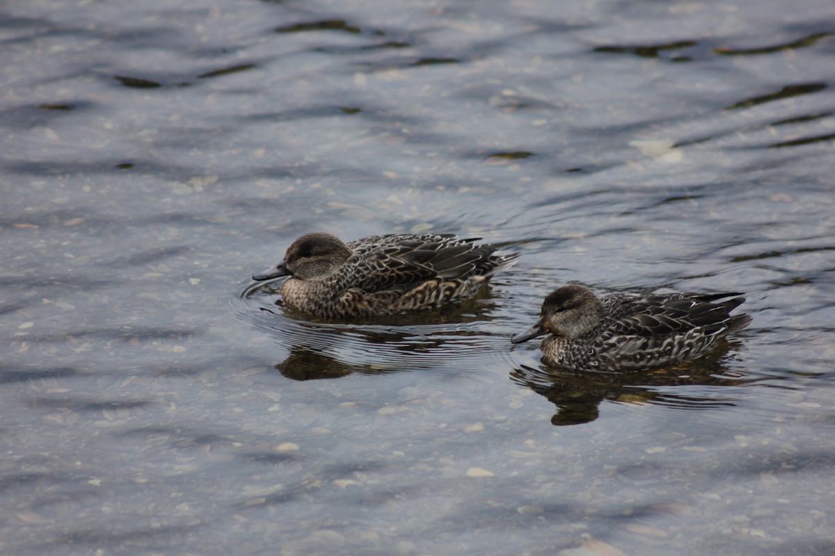 Ногоохон нугас - ML292118621