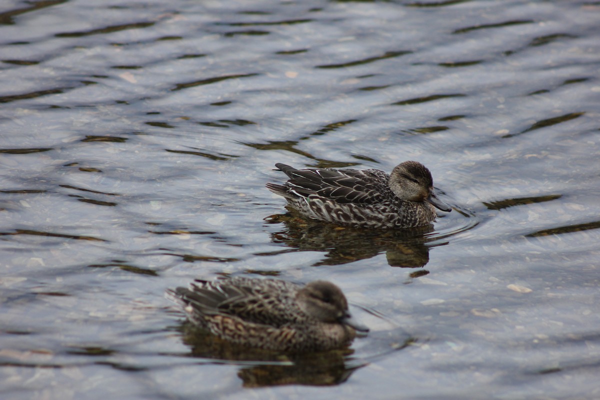 Ногоохон нугас - ML292118631