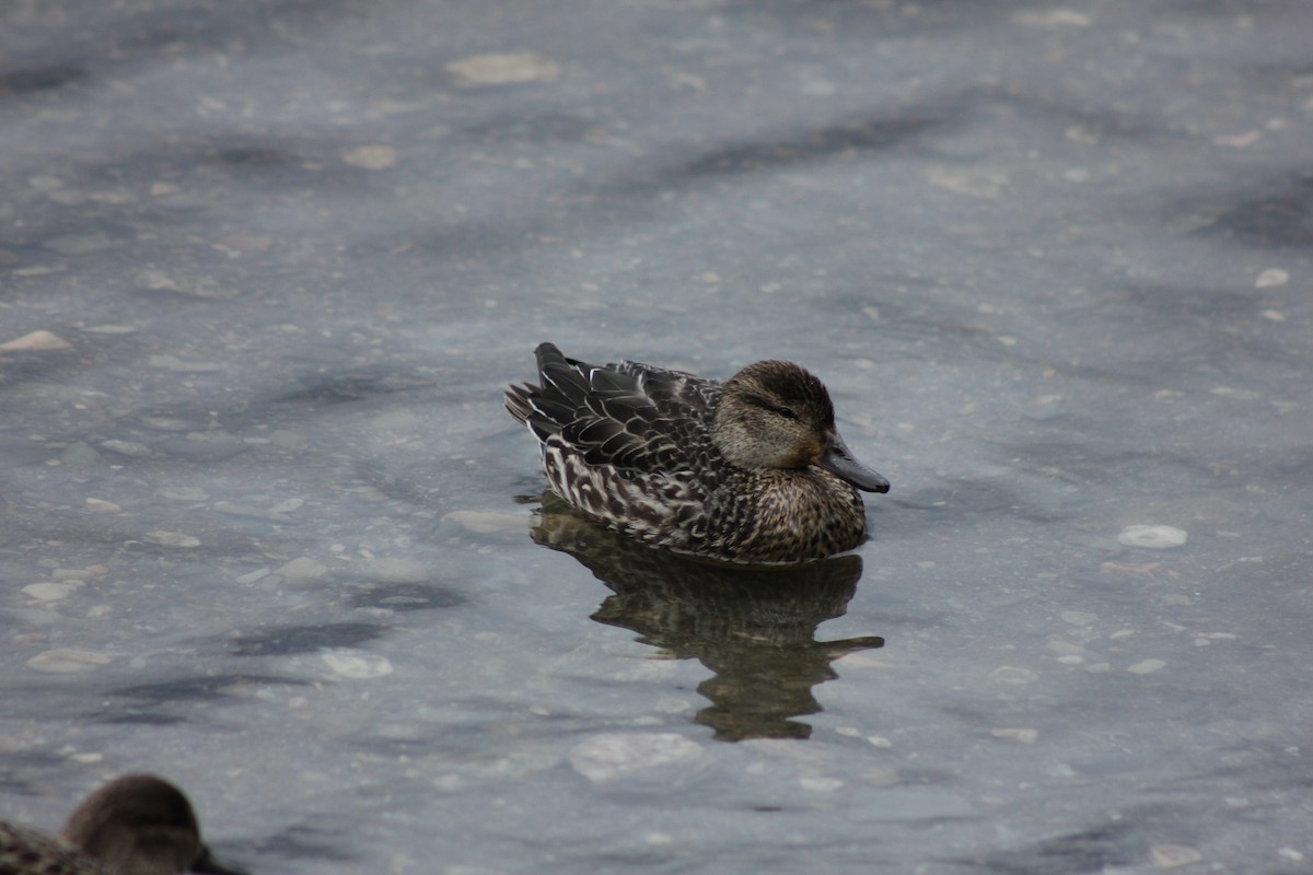 Ногоохон нугас - ML292118641