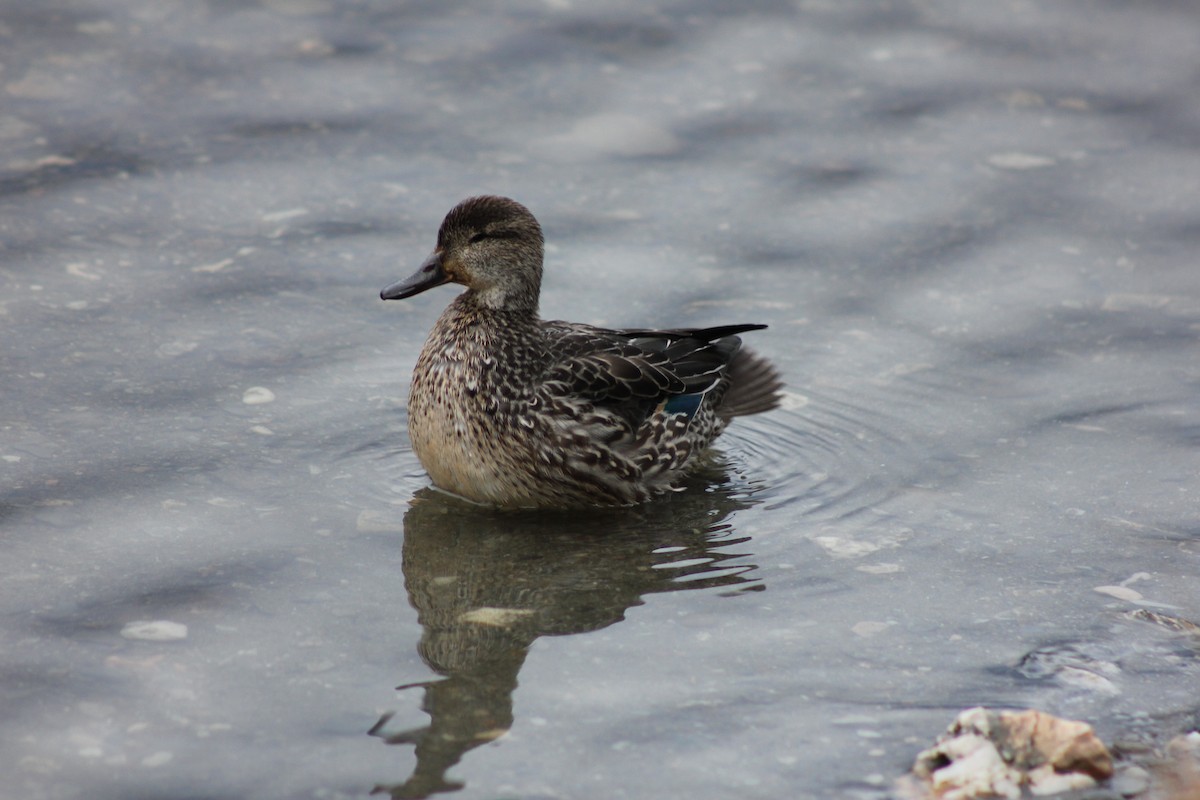 Ногоохон нугас - ML292118671