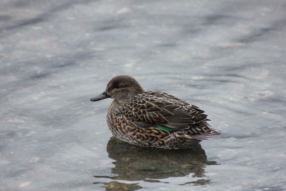 Ногоохон нугас - ML292118691