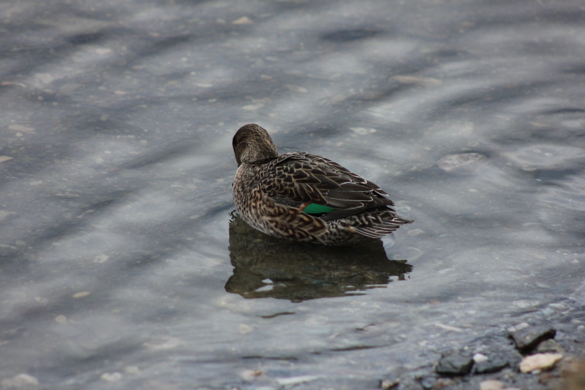 Ногоохон нугас - ML292118701