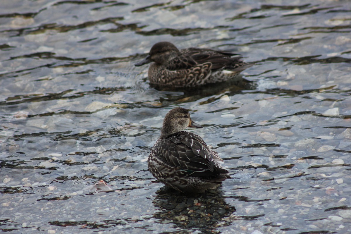 Ногоохон нугас - ML292118731