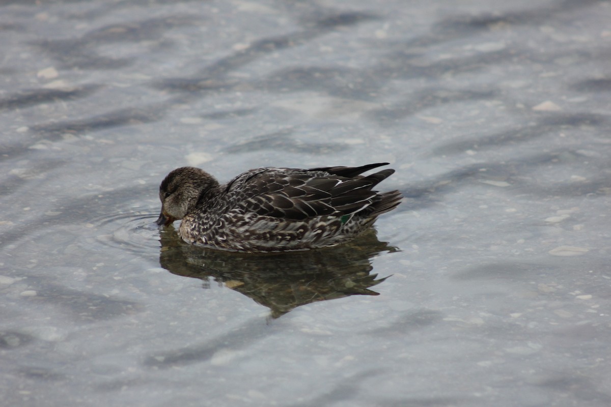 Ногоохон нугас - ML292118741