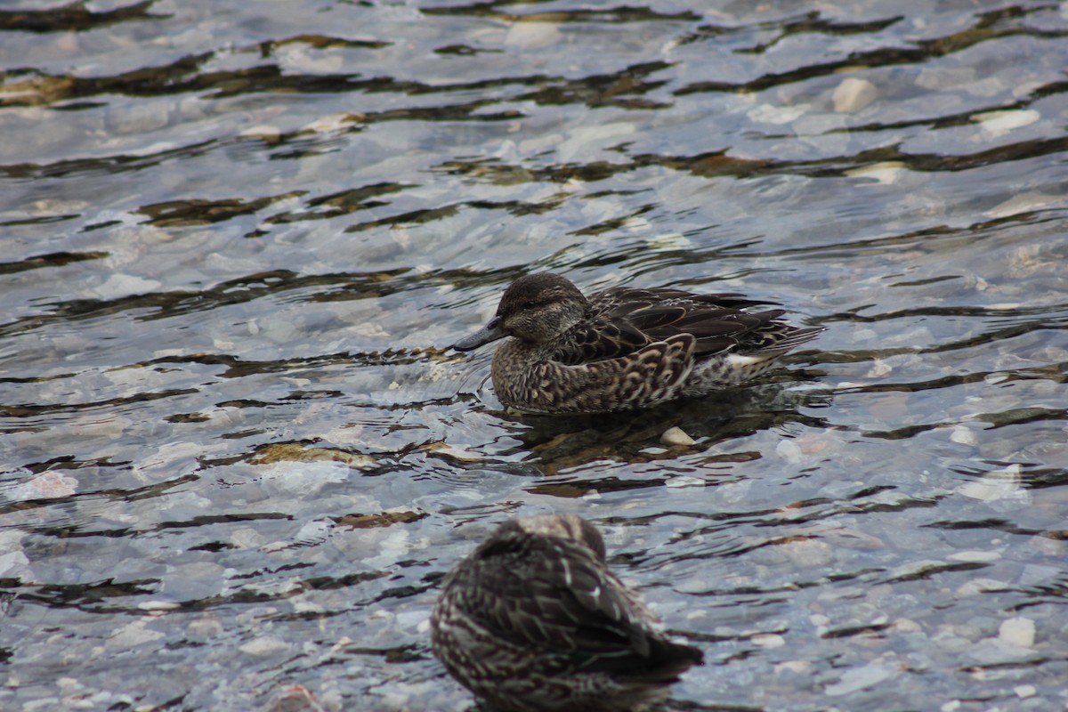 Ногоохон нугас - ML292118771