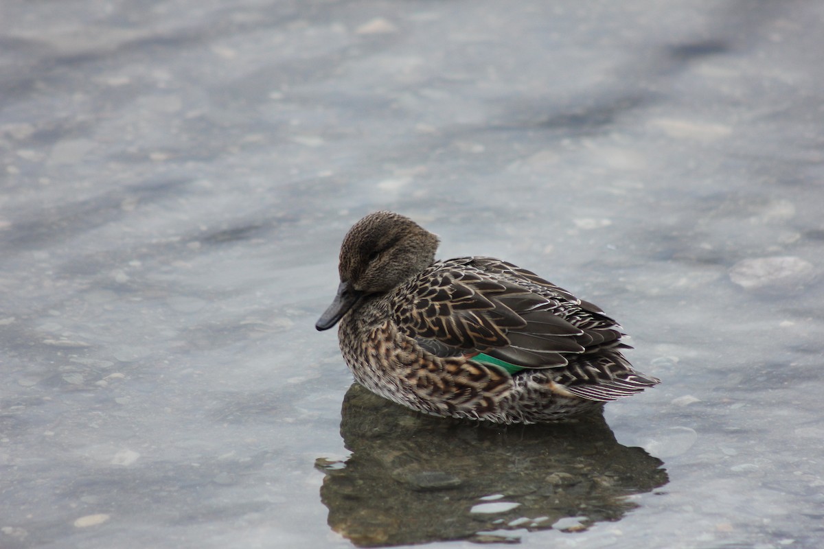 Ногоохон нугас - ML292118801