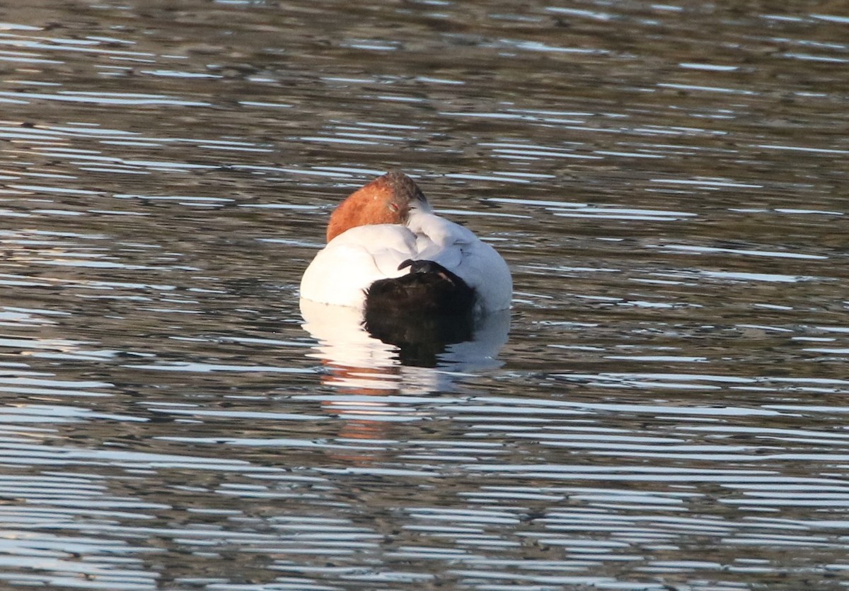 Canvasback - ML292121721