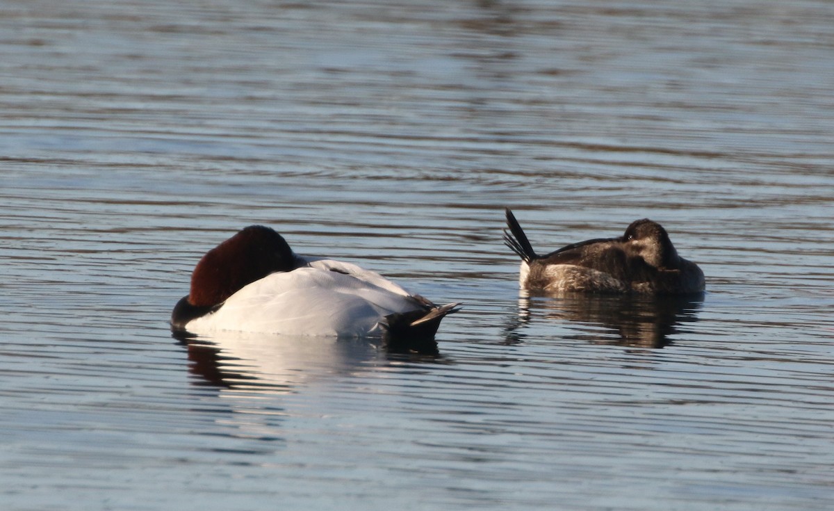 Canvasback - ML292121741