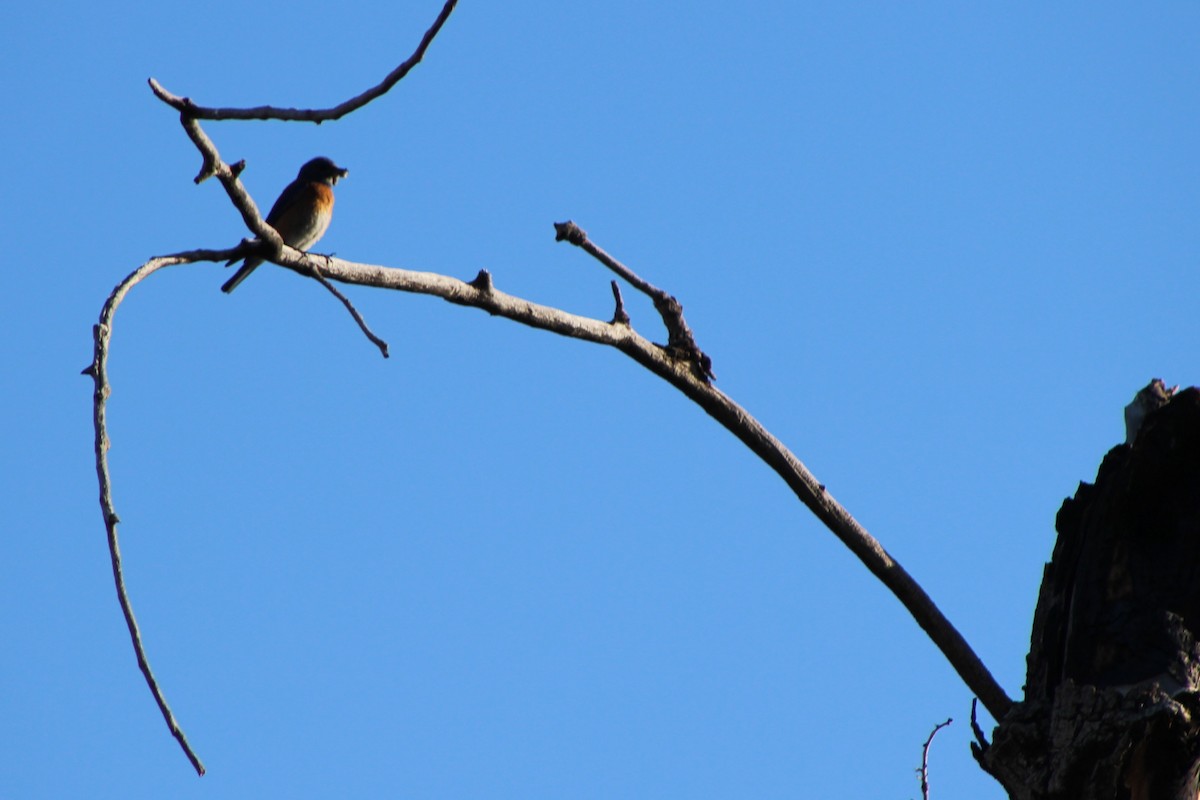 Eastern Bluebird - ML29212301