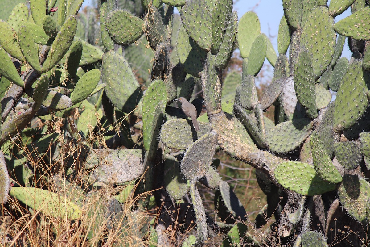kaktusspottefugl - ML292123081