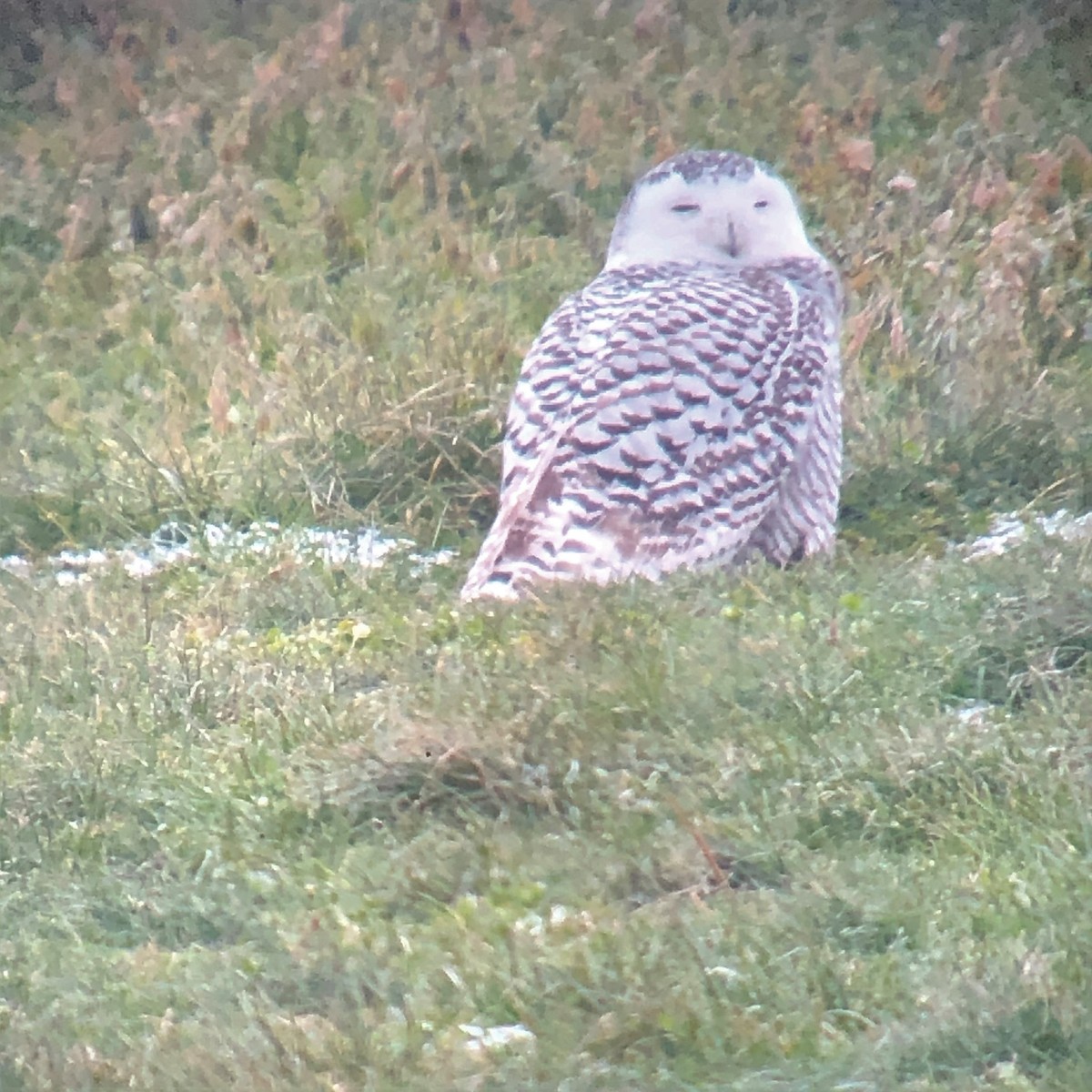 Snowy Owl - ML292124191
