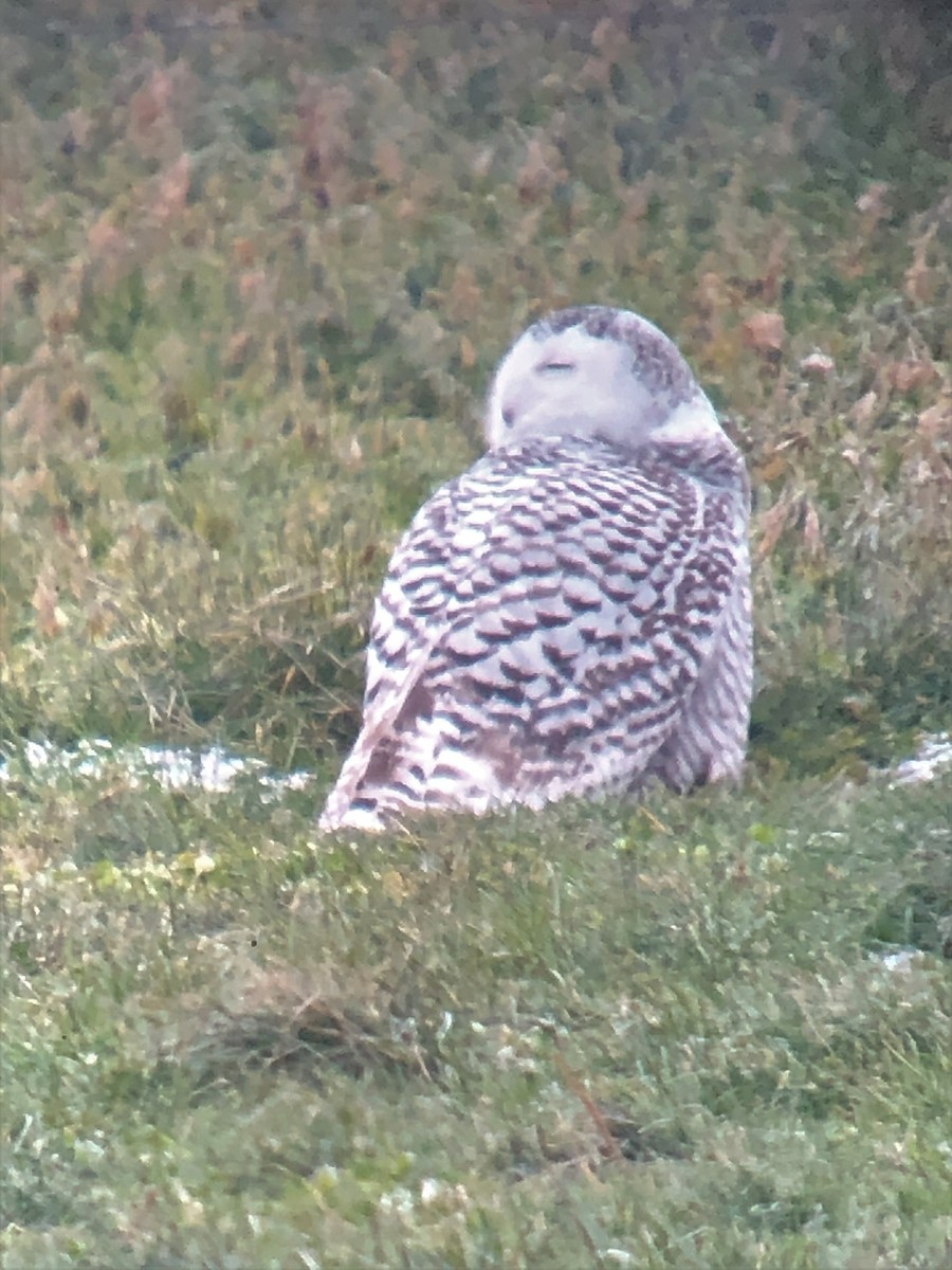 Snowy Owl - ML292124201