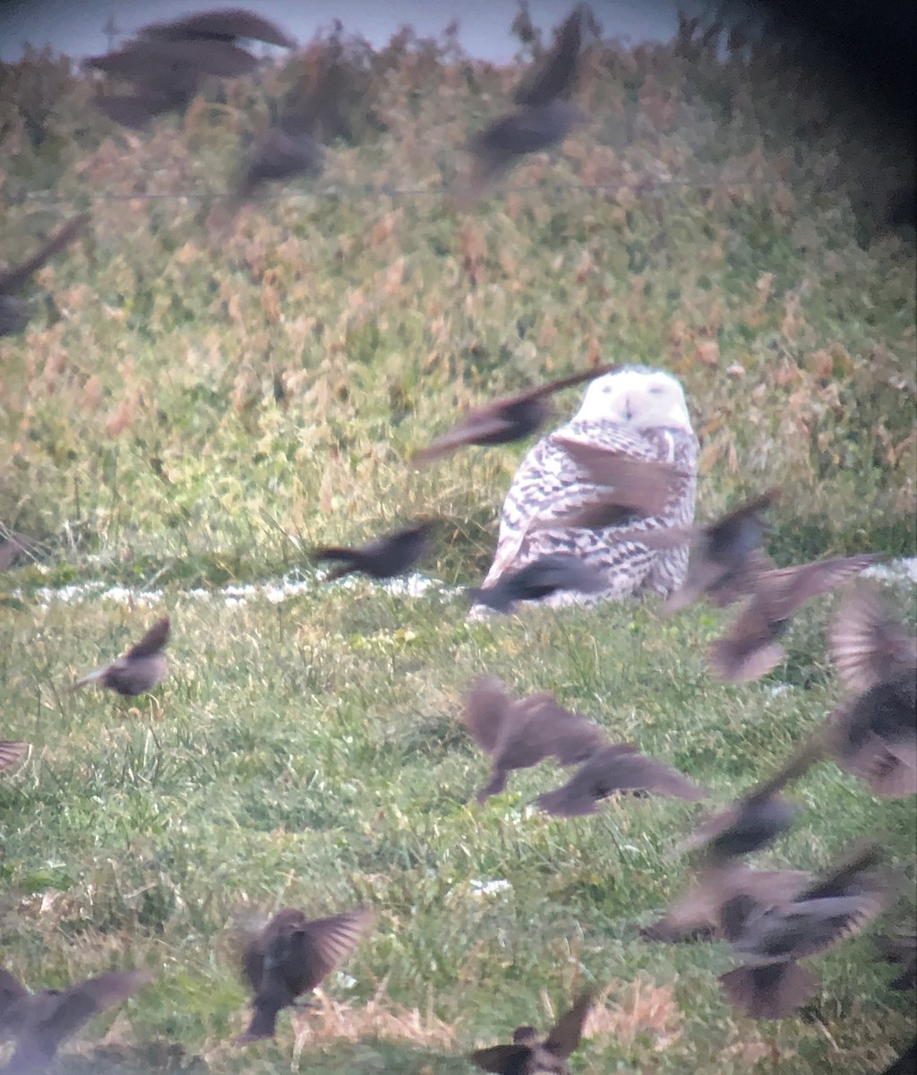 Snowy Owl - ML292124271