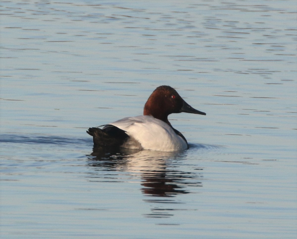 Canvasback - ML292124401