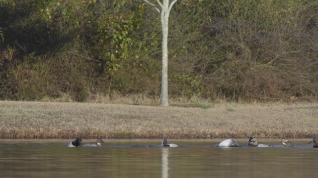 Canvasback - ML292124961