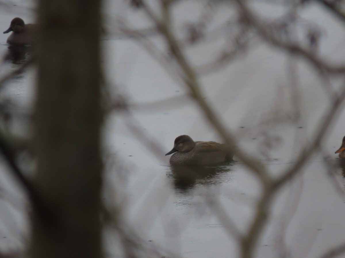 Gadwall - Zoe Leclerc