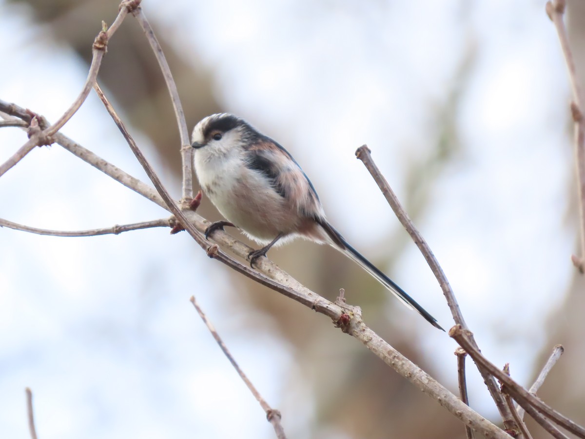 Long-tailed Tit - Zoe Leclerc