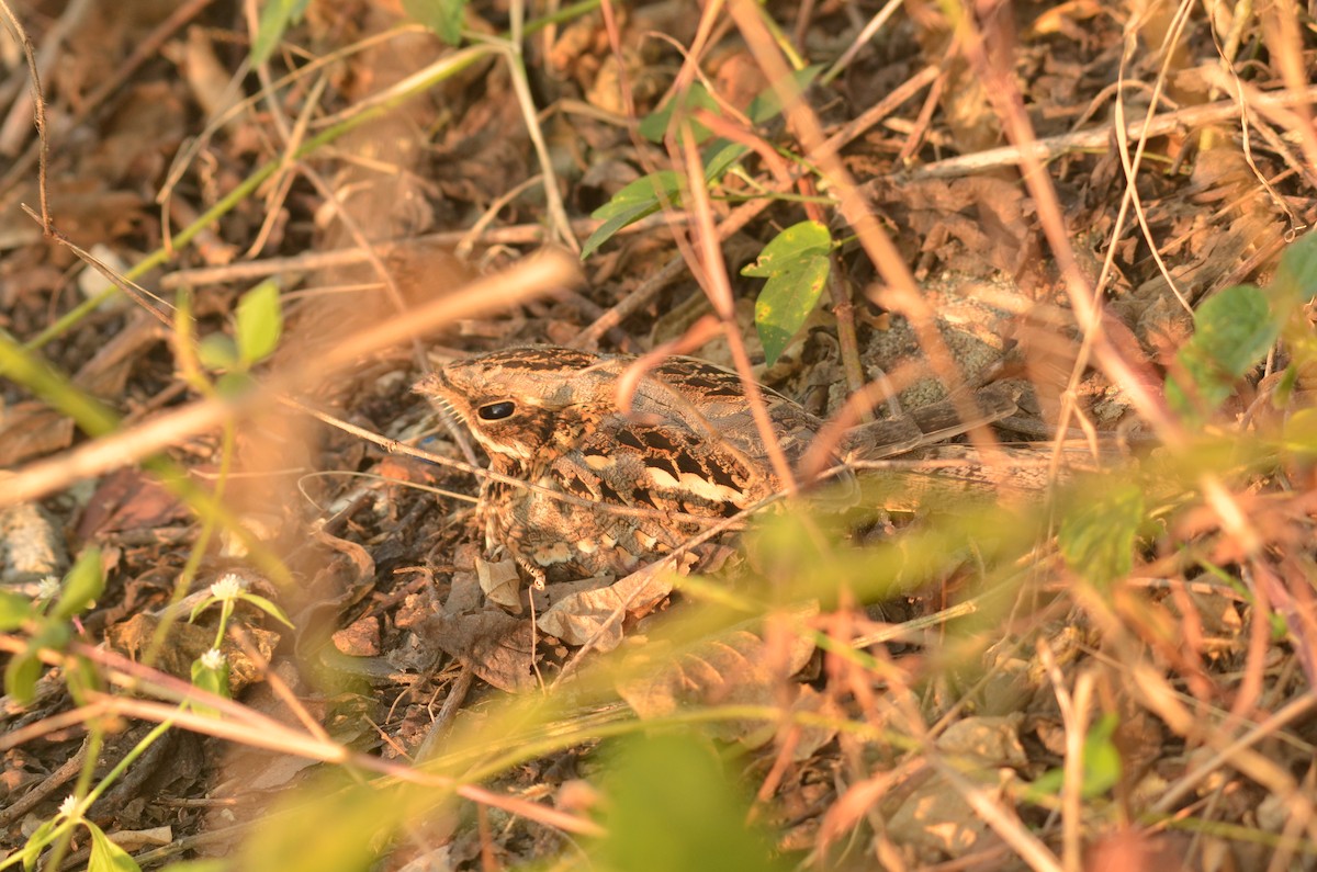 Indian Nightjar - ML292127341