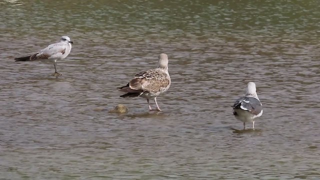 Audouin's Gull - ML292127701