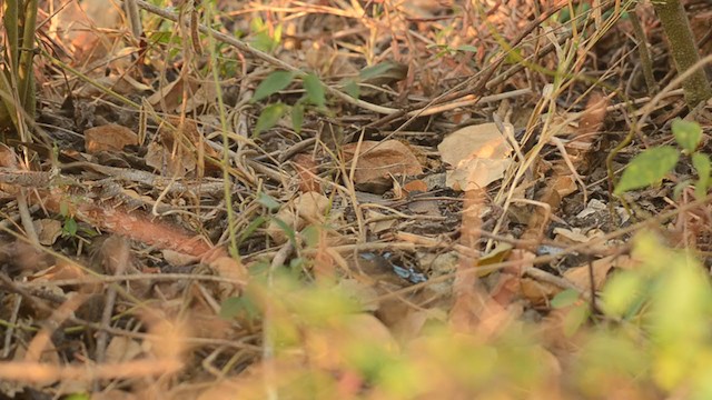 Indian Nightjar - ML292128021