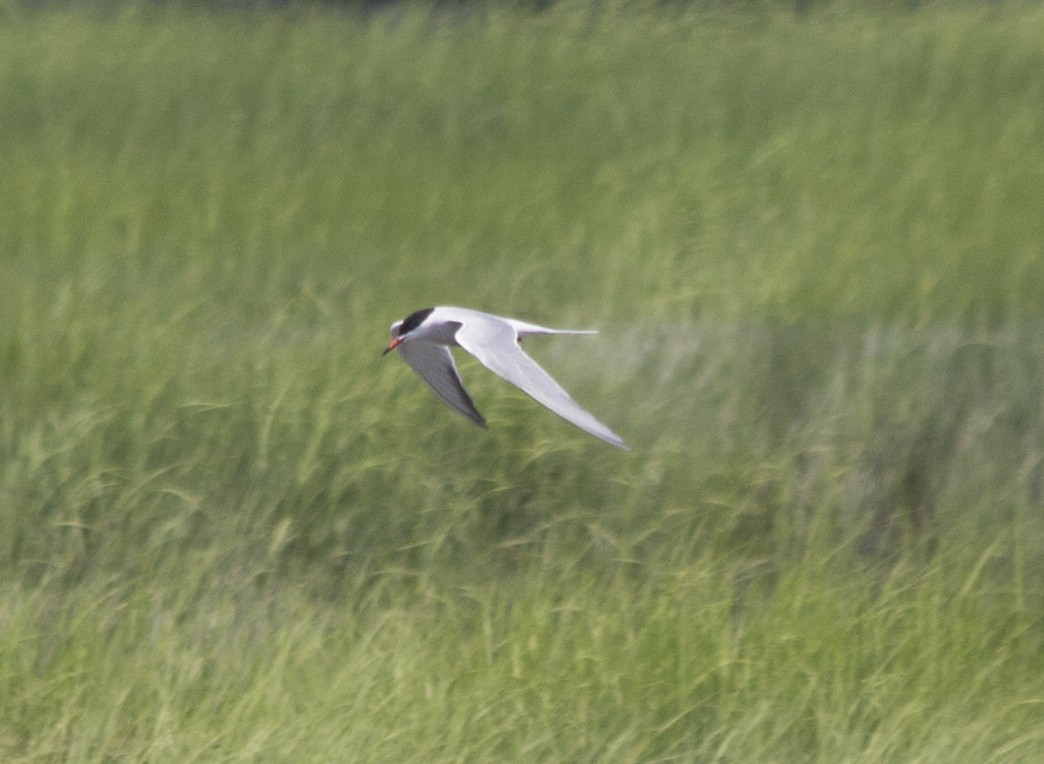 Common Tern - ML292128151