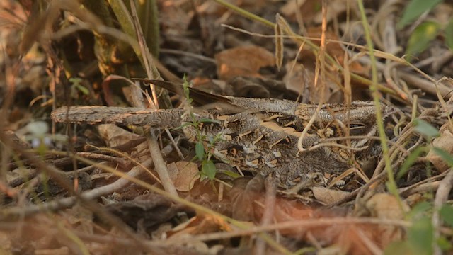 Indian Nightjar - ML292128241