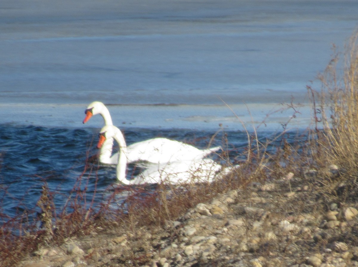 Mute Swan - ML292128561