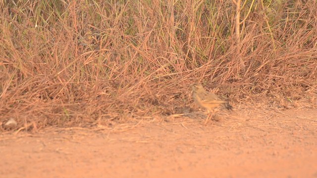 Blyth's Pipit - ML292129571