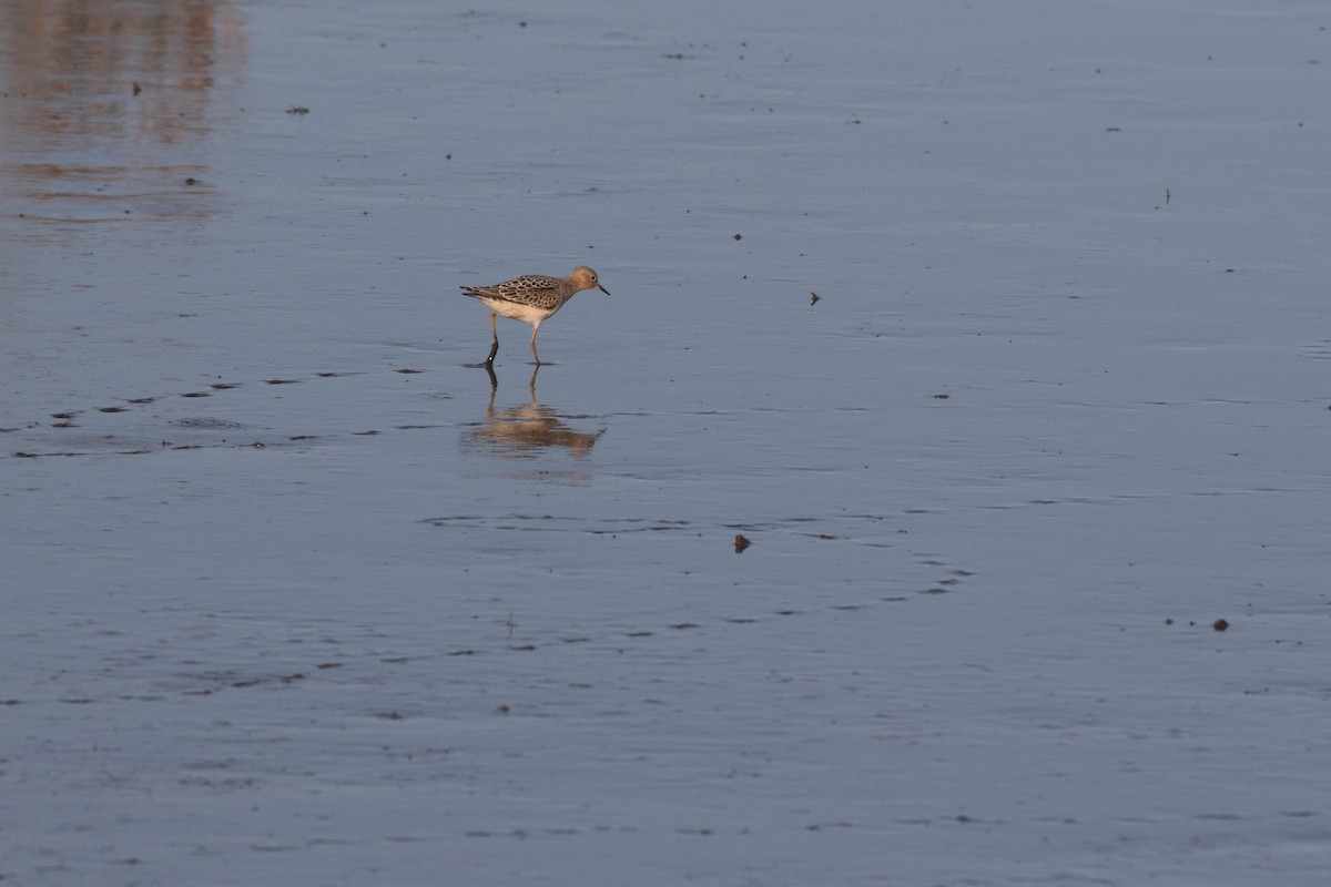 Buff-breasted Sandpiper - ML292131781