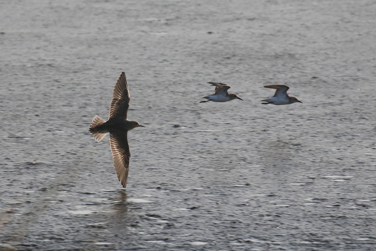 Buff-breasted Sandpiper - ML292131811