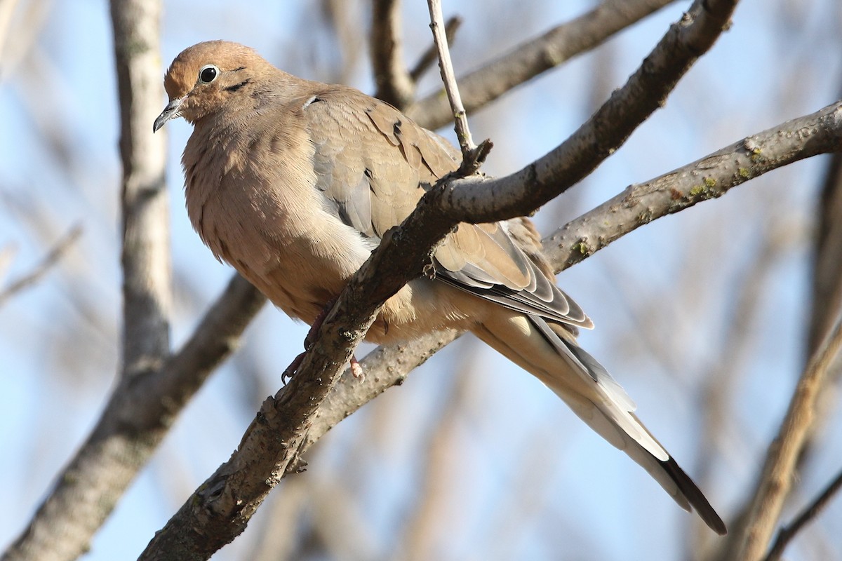 Mourning Dove - Victor Chen