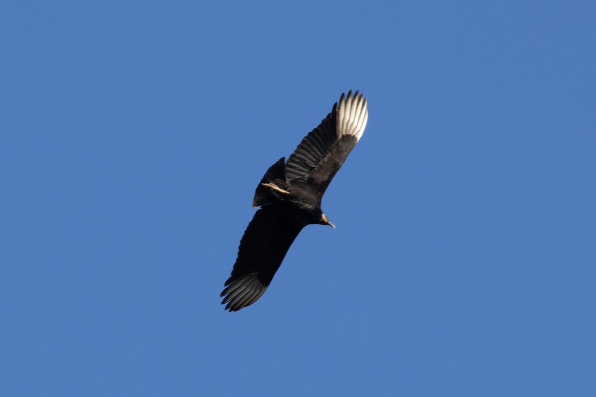 Black Vulture - ML292135421