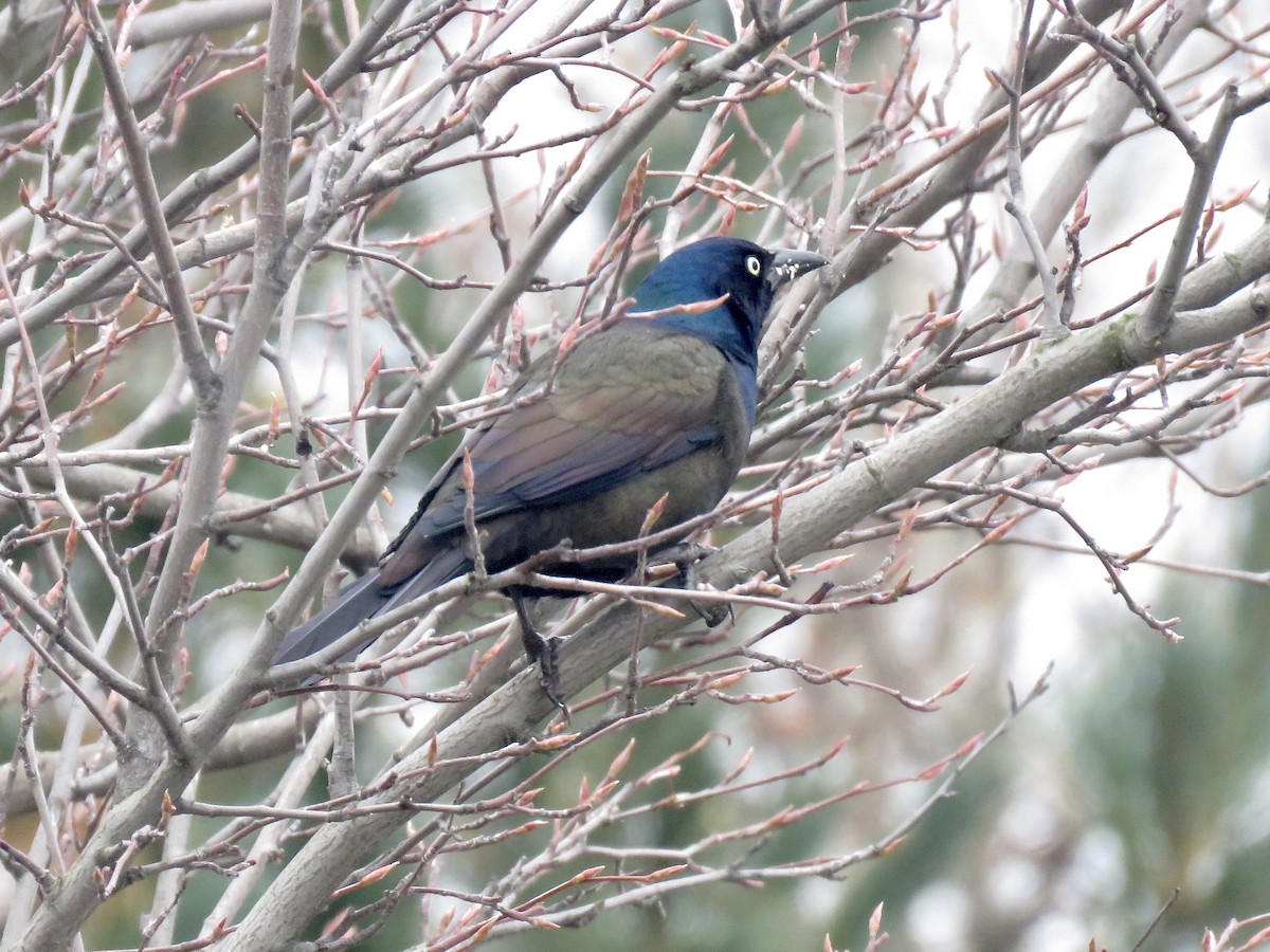 Common Grackle (Bronzed) - ML292135471
