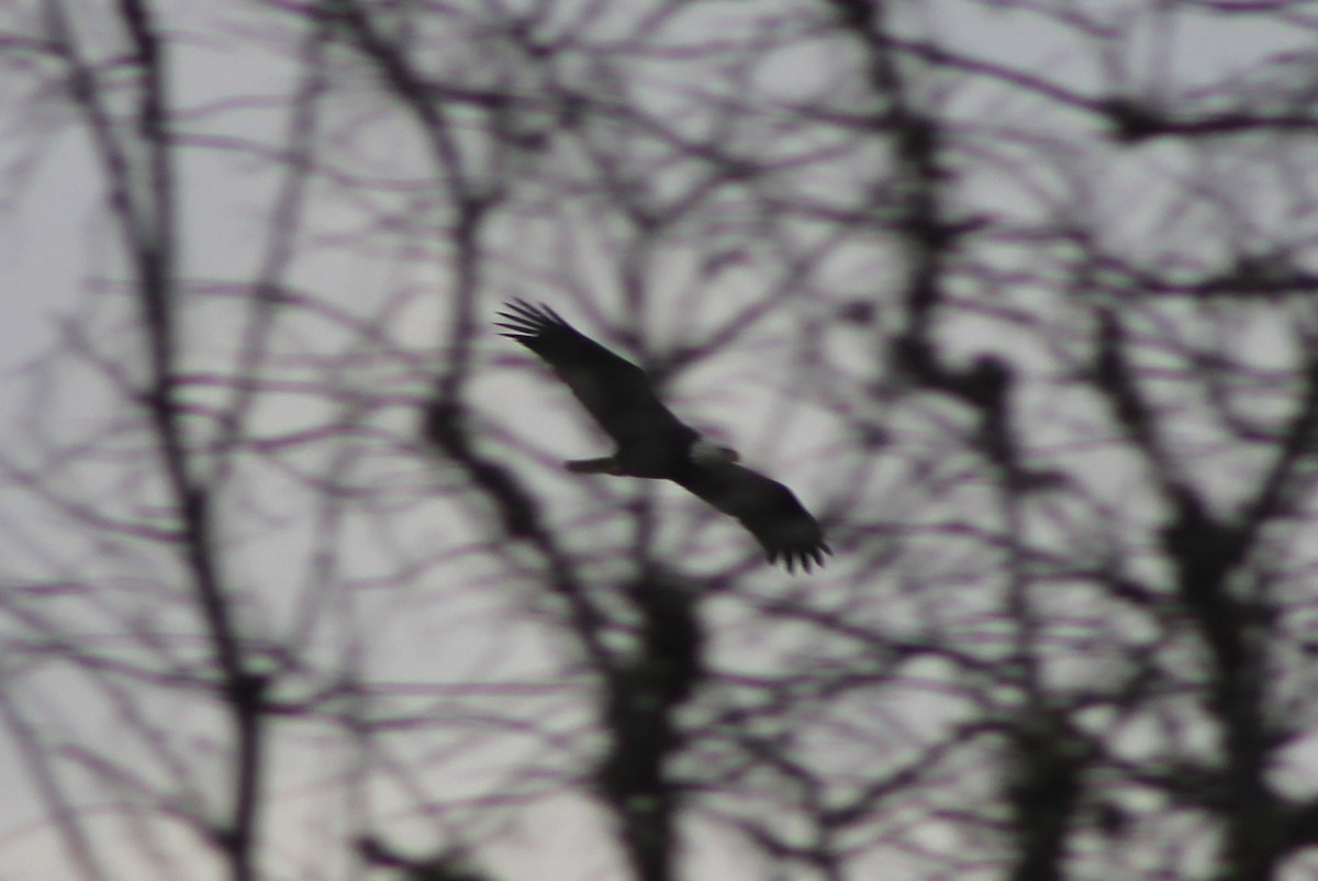 Bald Eagle - ML292135751