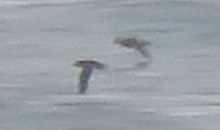 Black-vented Shearwater - Colin Meusel