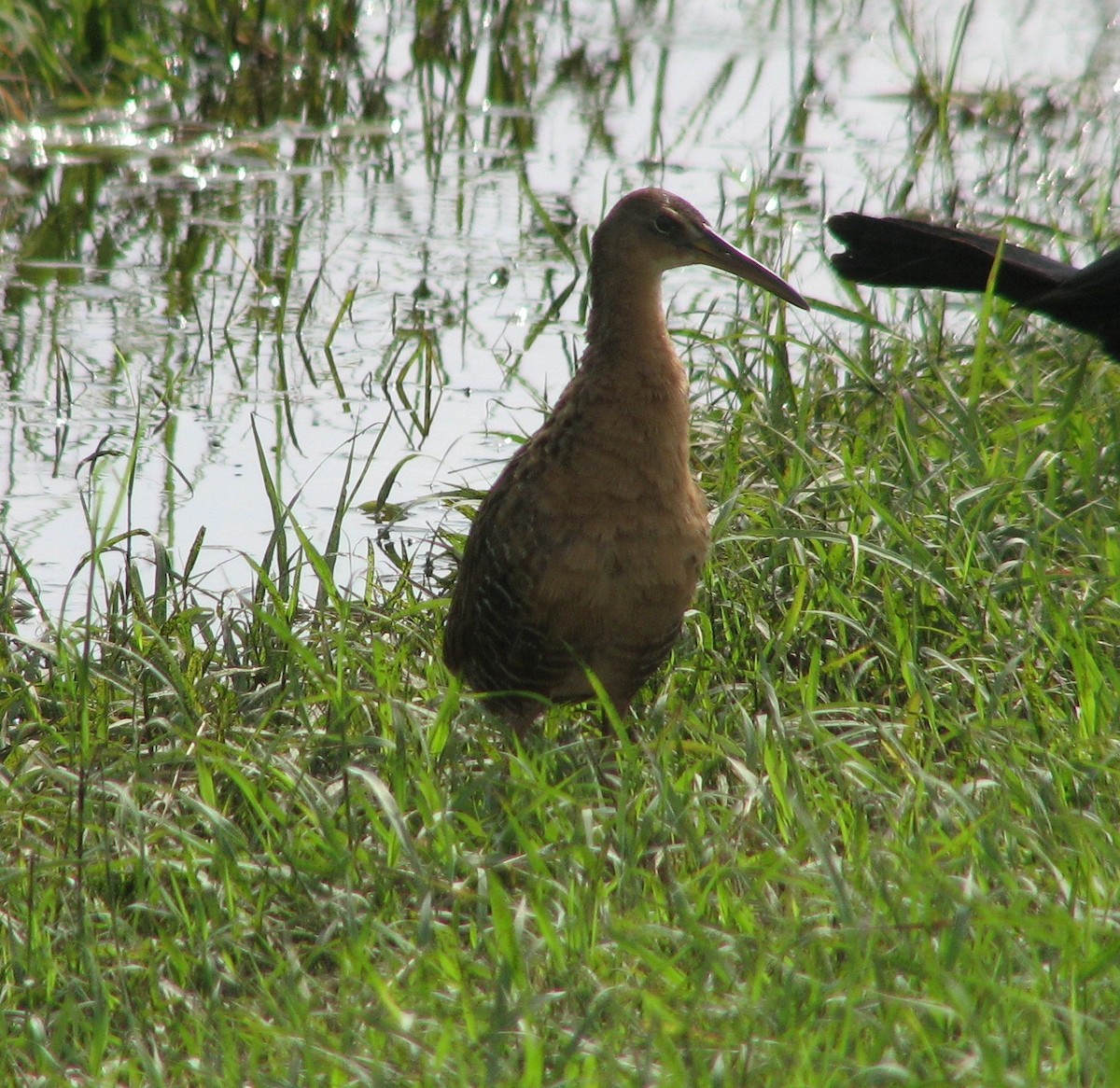 King Rail - ML29213761