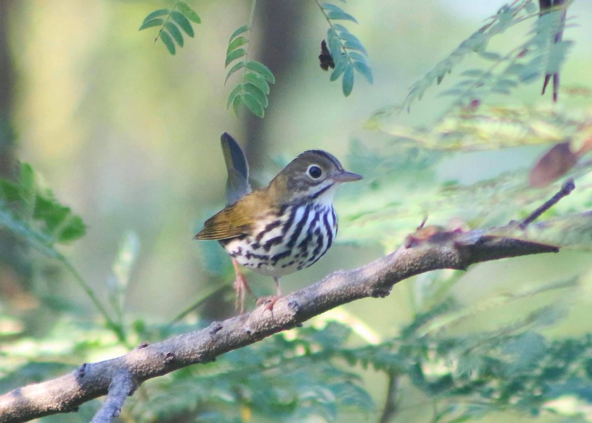 Ovenbird - ML292138001