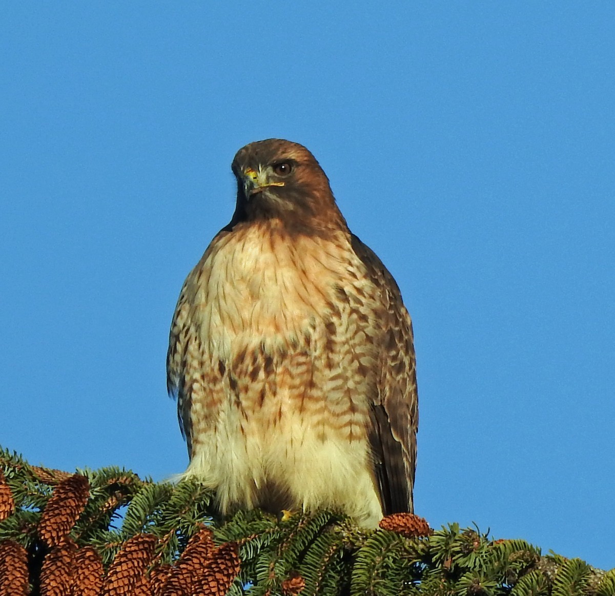 Red-tailed Hawk - ML292138031