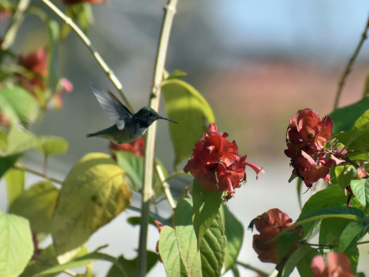 Calliope Hummingbird - ML292139321