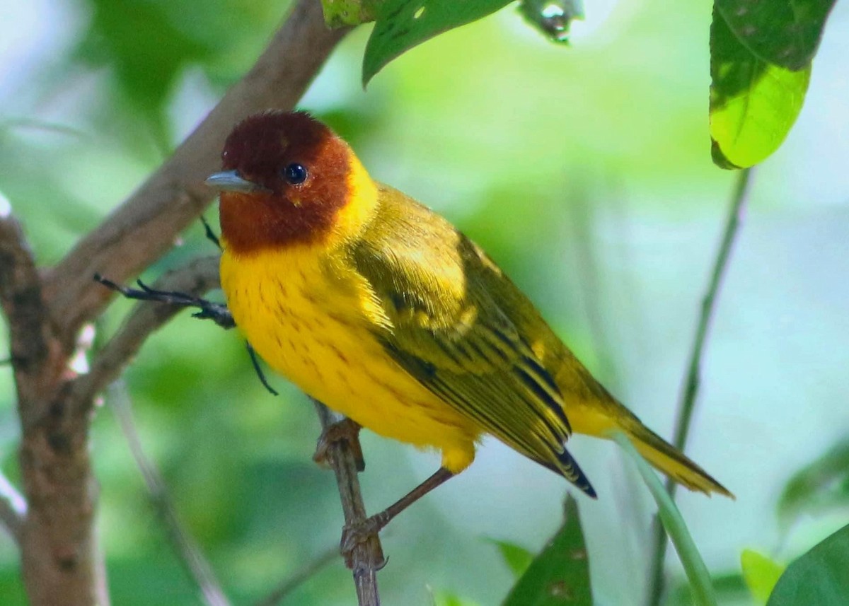 Yellow Warbler (Mangrove) - Adrian  Alayola