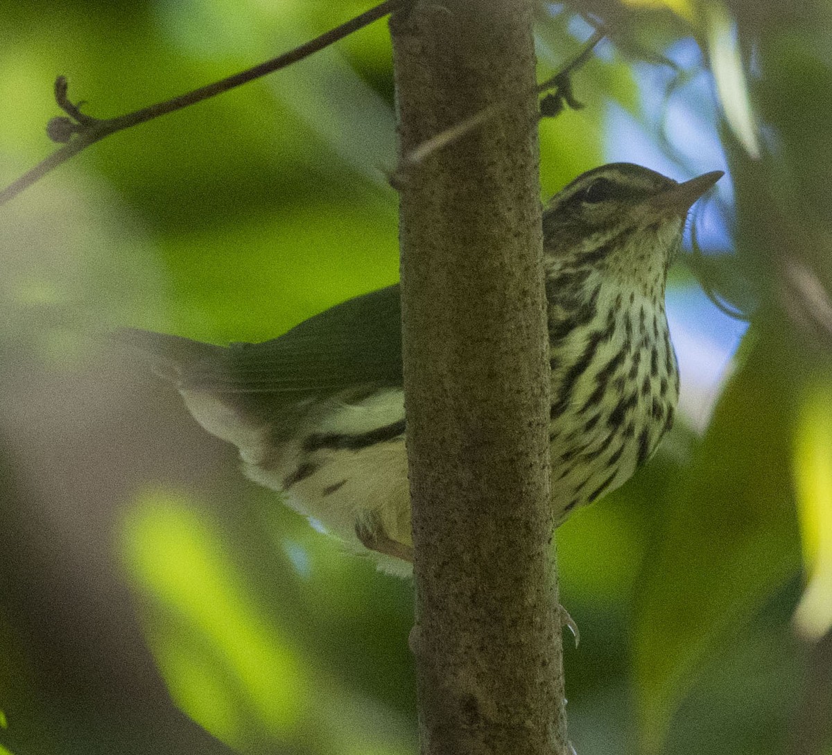 Northern Waterthrush - ML292139881