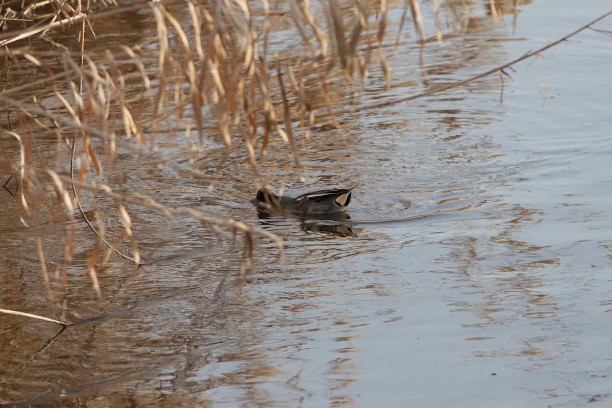 Green-winged Teal - ML29213991