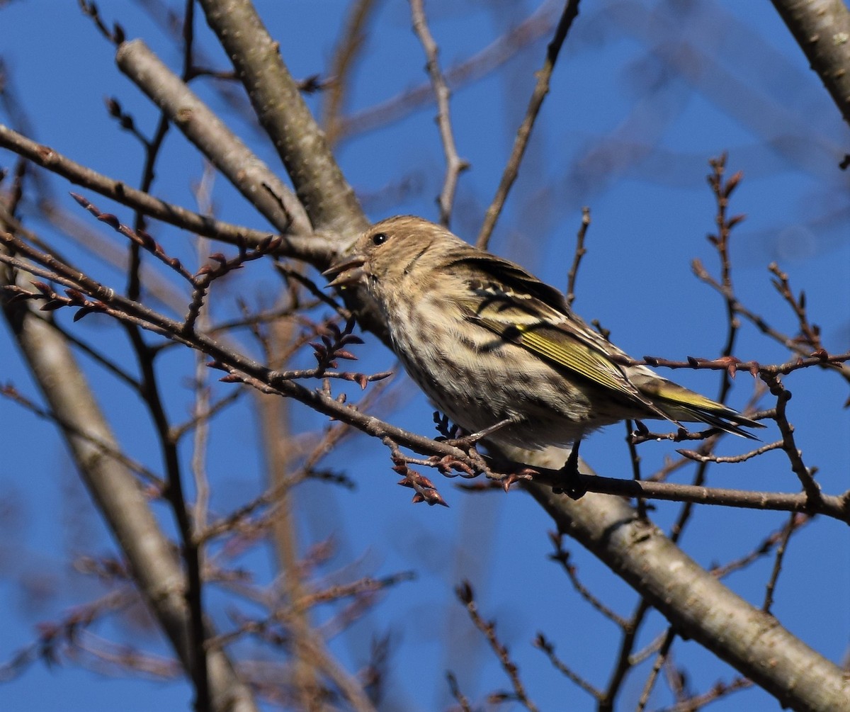 Pine Siskin - ML292141271