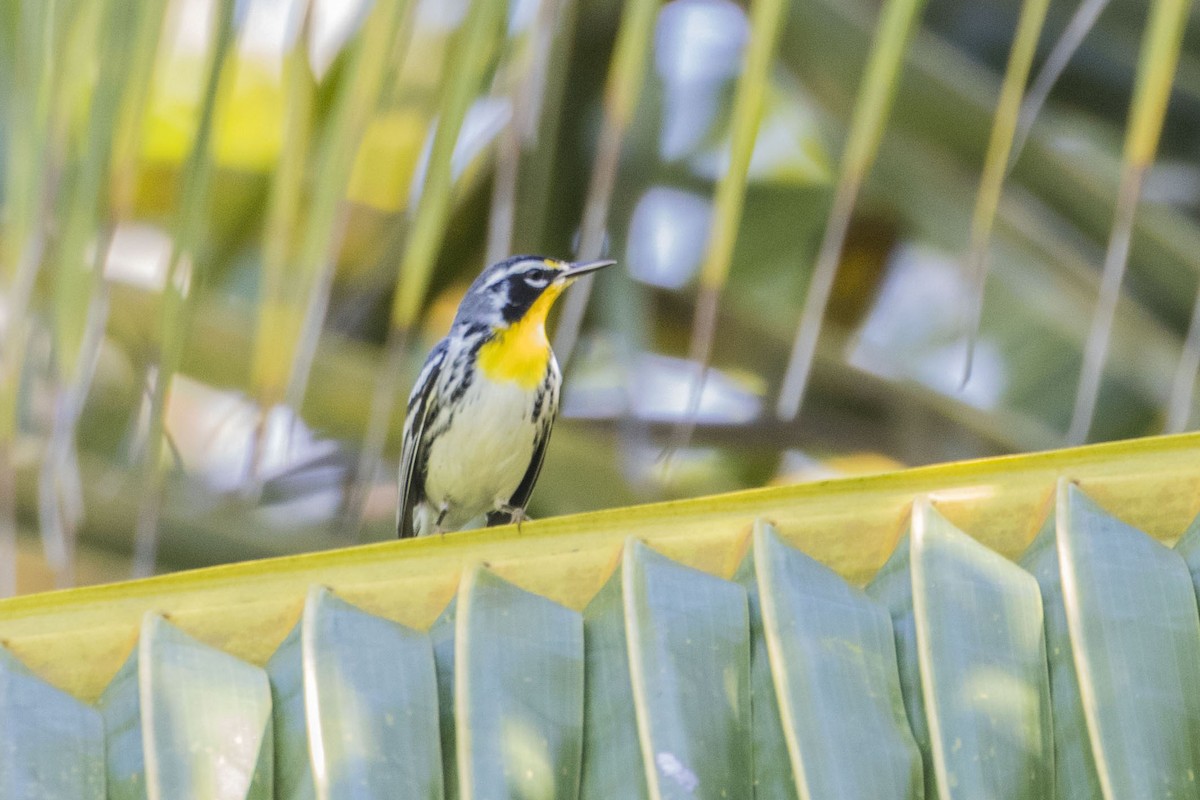 Yellow-throated Warbler - ML292141731