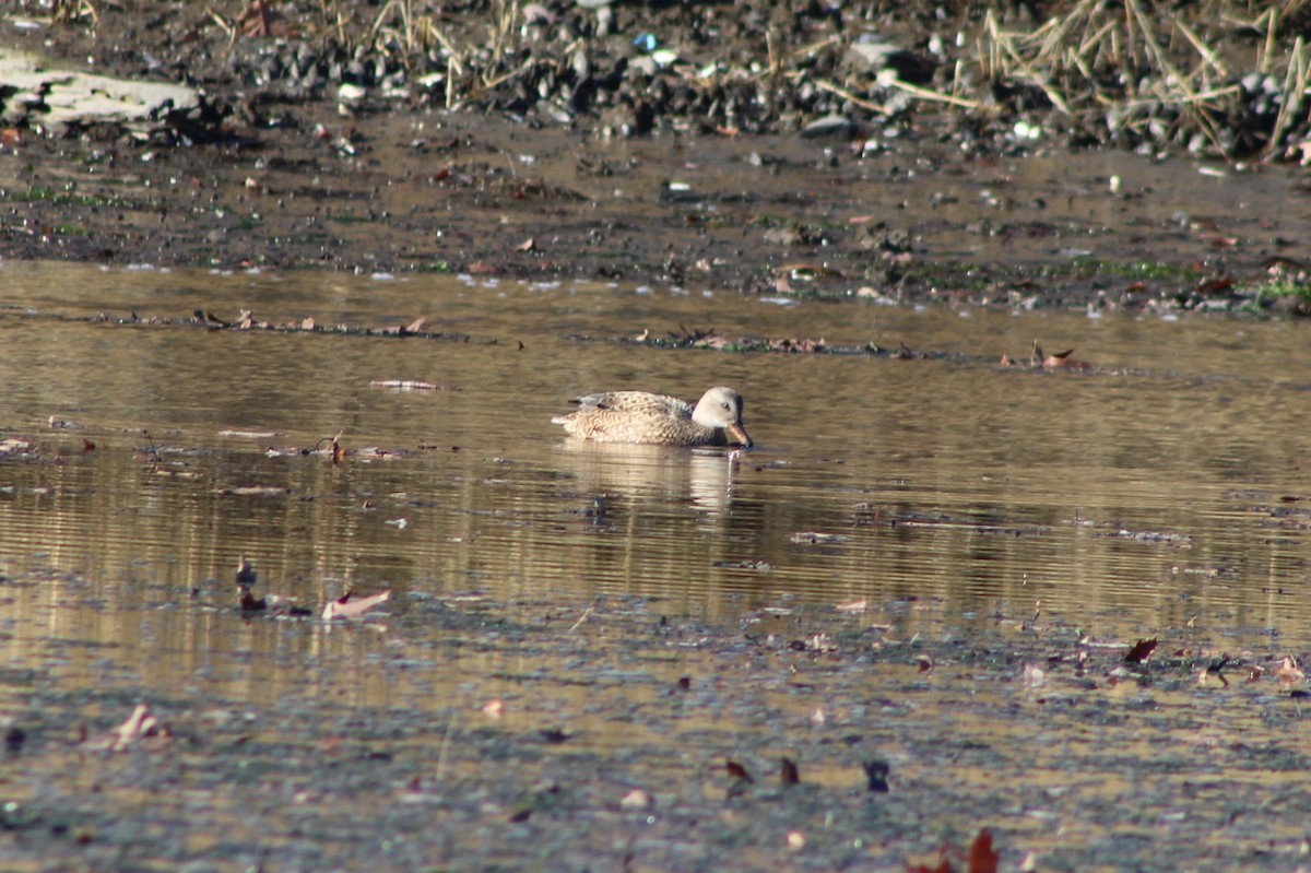 Gadwall - ML292142381