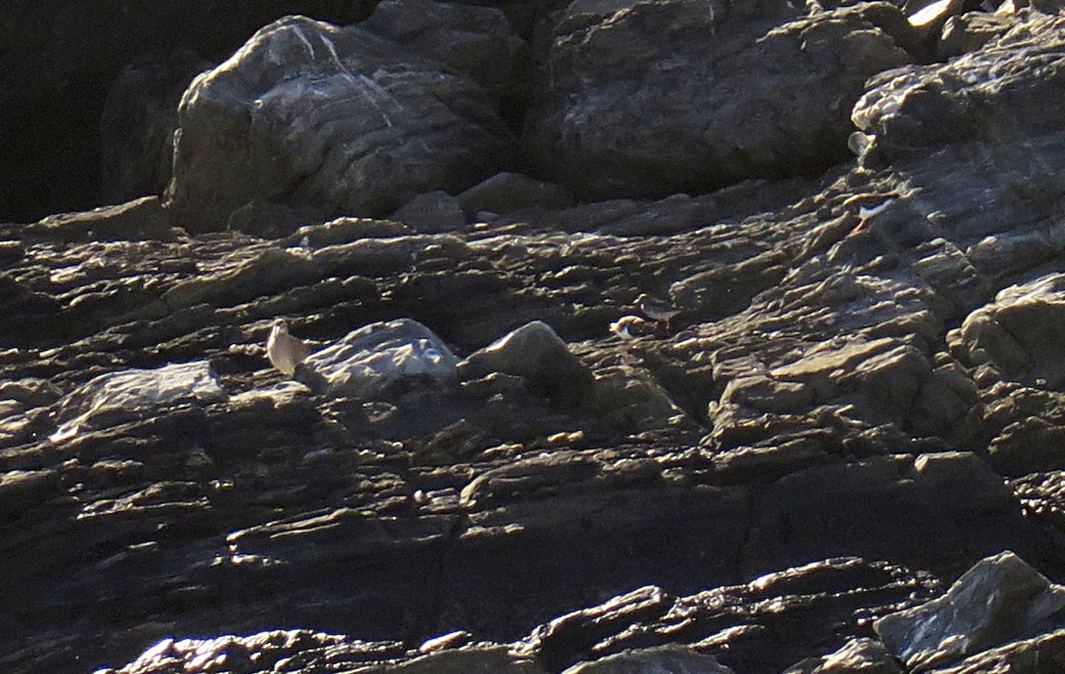 Purple Sandpiper - Juan Pérez