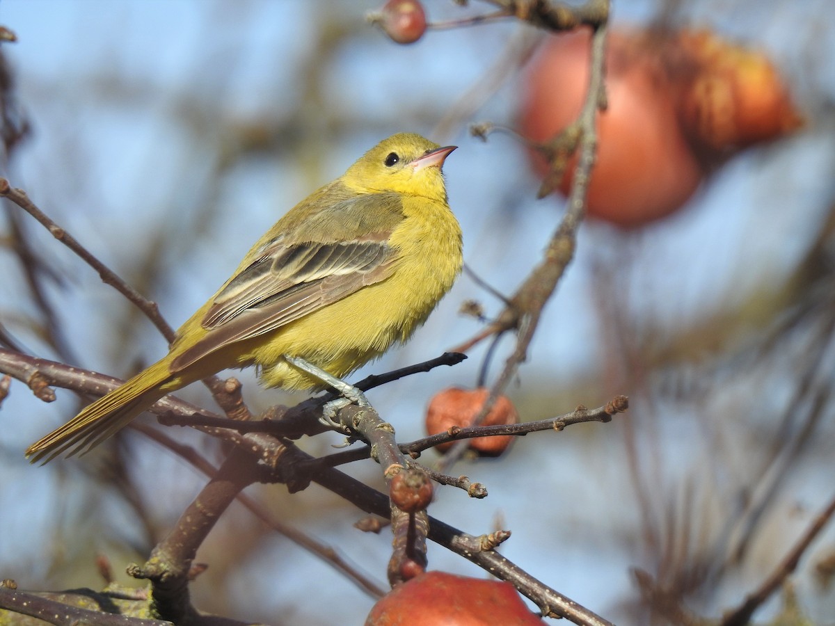 Orchard Oriole - Isaac  Denzer