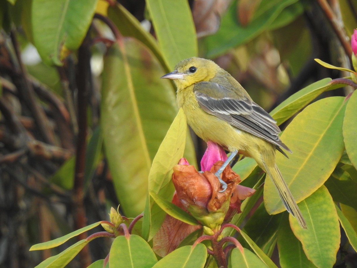 Orchard Oriole - ML292143231