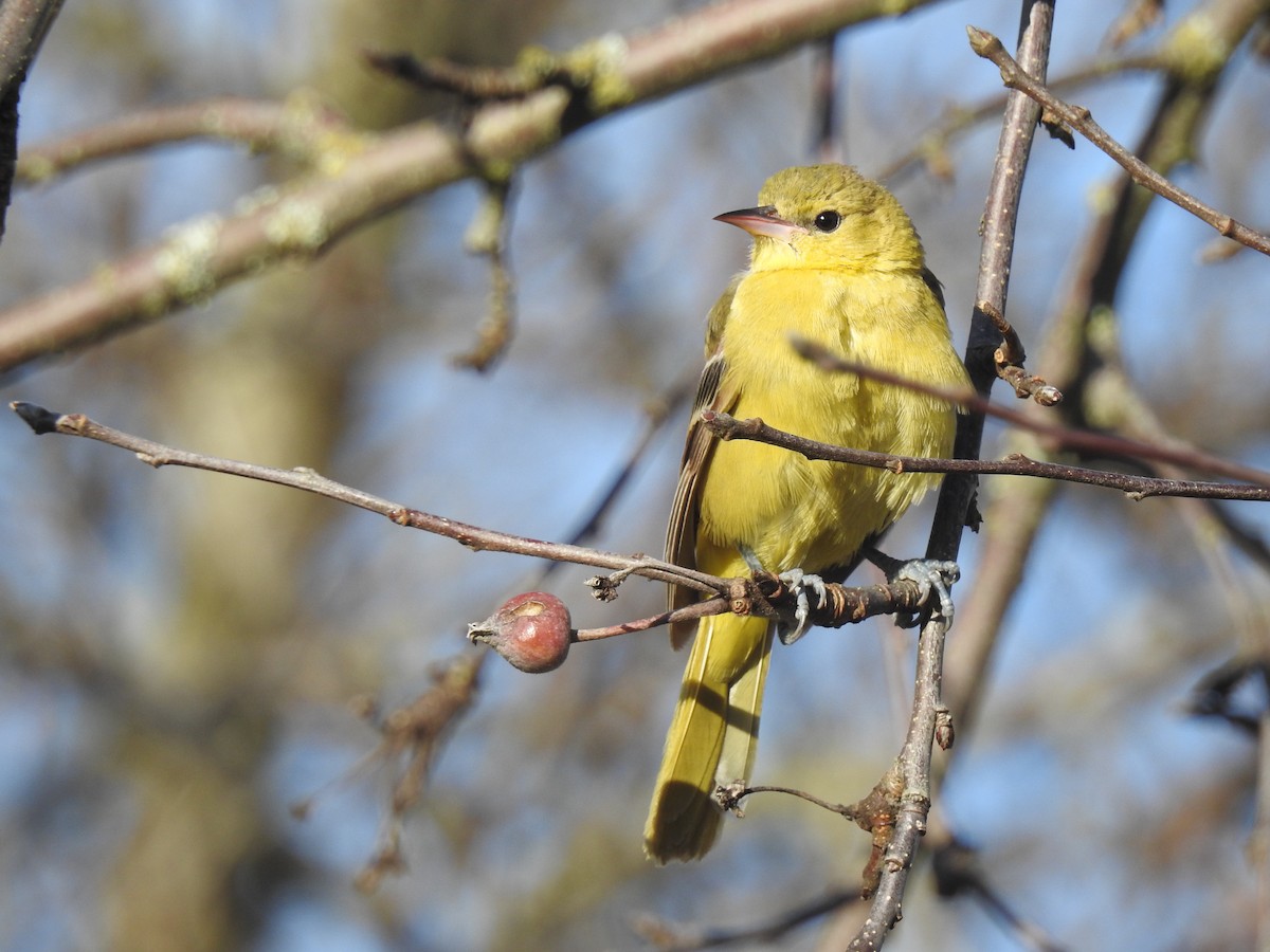 Orchard Oriole - ML292143241